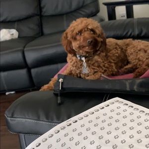 Meet your Posher, Alise